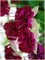 Fuksja różne kolory mix, ułanka, Fuchsia mix Fuchsia mix
