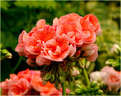 Geranium pomarańczowe orange, pelargonia, anginka
