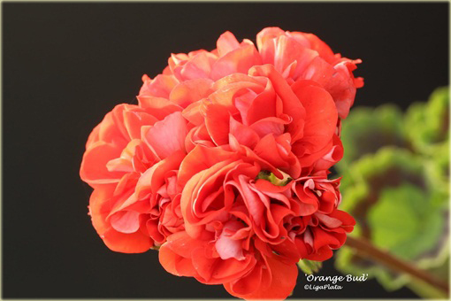 Geranium pomarańczowe orange, pelargonia, anginka