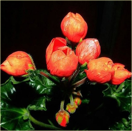 Geranium pomarańczowe orange, pelargonia, anginka