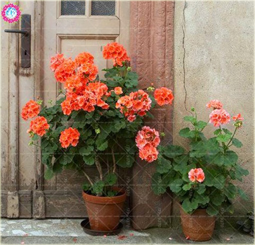 Geranium pomarańczowe orange, pelargonia, anginka