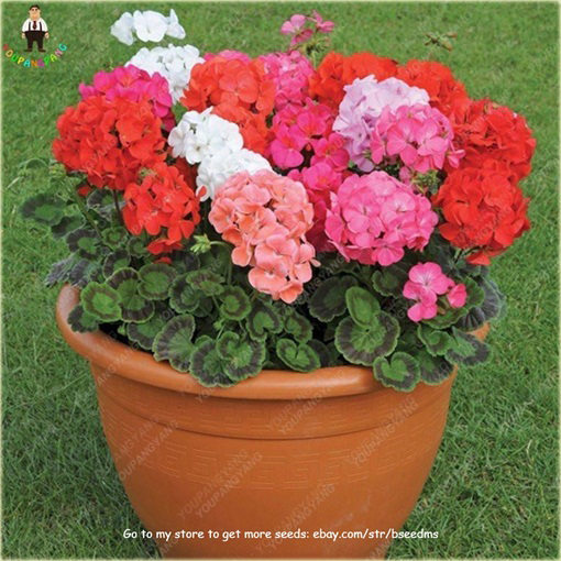 Geranium pomarańczowe orange, pelargonia, anginka