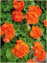 Geranium pomarańczowe orange, pelargonia, anginka