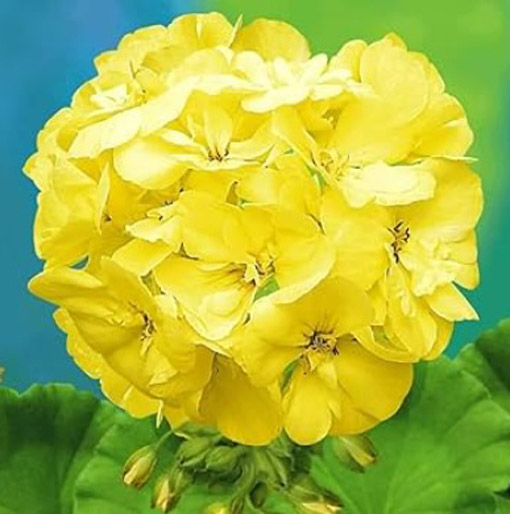 Nasiona Bodziszek pełny żółty Geranium yellow