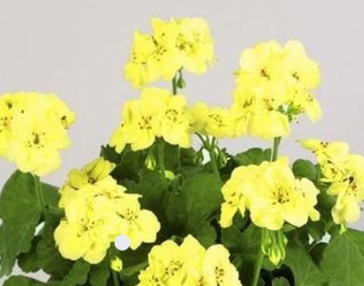 Nasiona Bodziszek pełny żółty Geranium yellow
