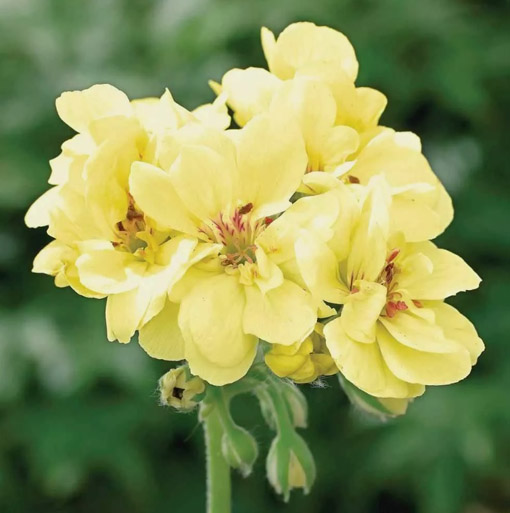 Nasiona Bodziszek pełny żółty Geranium yellow