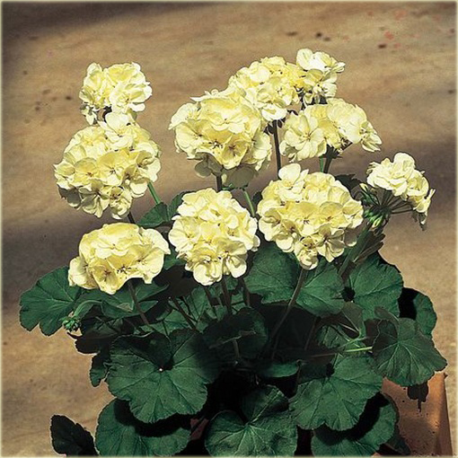 Geranium żółte kanarkowe, pelargonia, anginka