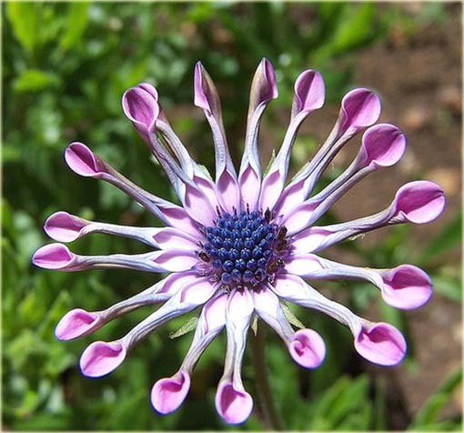 Gerbera  lila róż, afrykańska stokrotka