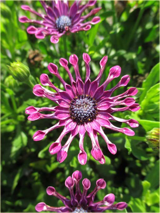 Gerbera  lila róż, afrykańska stokrotka