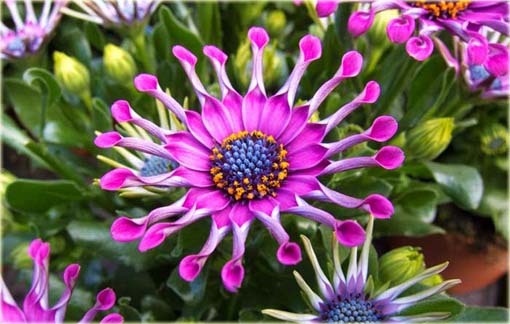 Gerbera  lila róż, afrykańska stokrotka