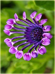 Gerbera  lila róż, afrykańska stokrotka
