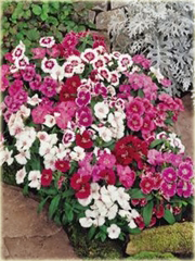 Goździk brodaty Słodki William
