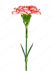 Goździk ogrodowy biały z czerwonym obrzeżem
