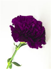 Goździk ogrodowy fioletowy
