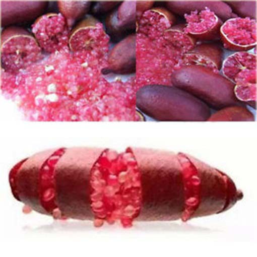 Granat właściwy Pink Finger, granatowiec właściwy, pomegranate