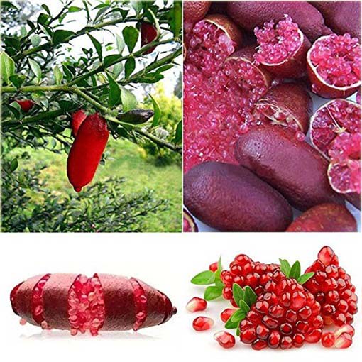 Granat właściwy Pink Finger, granatowiec właściwy, pomegranate