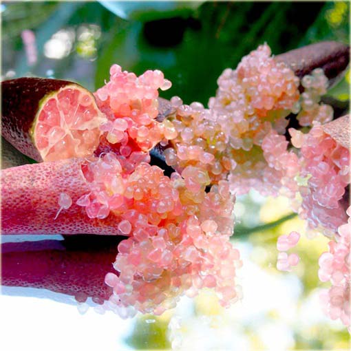 Granat właściwy Pink Finger, granatowiec właściwy, pomegranate