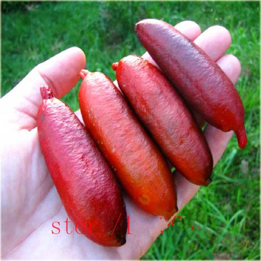 Granat właściwy Pink Finger, granatowiec właściwy, pomegranate