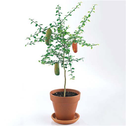 Granat właściwy Pink Finger, granatowiec właściwy, pomegranate