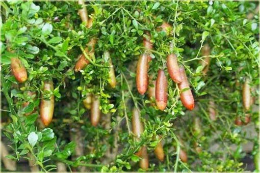 Granat właściwy Pink Finger, granatowiec właściwy, pomegranate