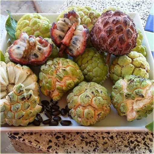 Graviola Flaszowiec lek na raka