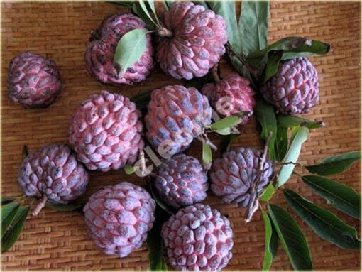 Graviola Flaszowiec lek na raka