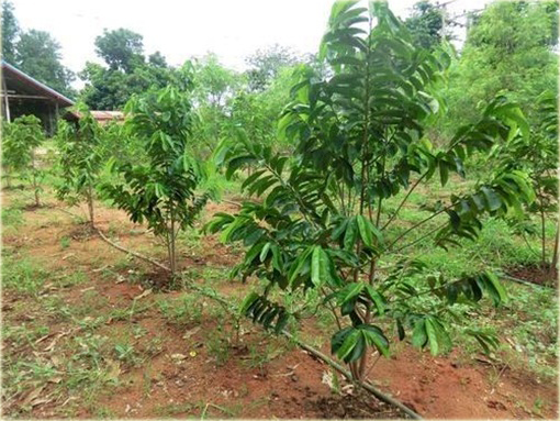 Graviola Flaszowiec lek na raka