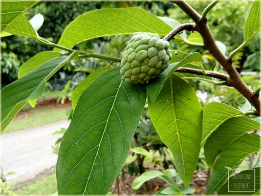 Graviola Flaszowiec lek na raka