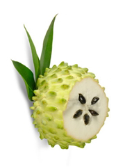 Graviola Flaszowiec lek na raka