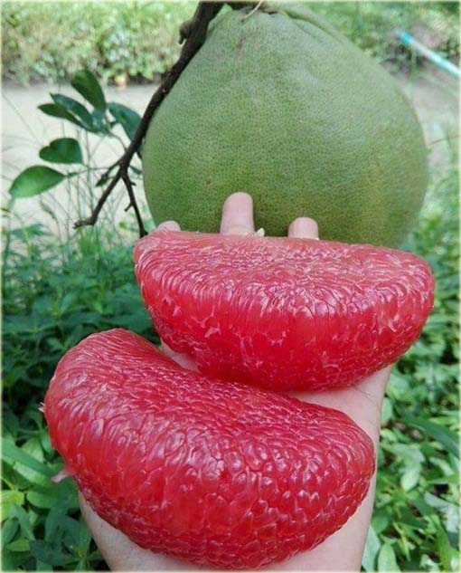 Grejpfrut Pomelo, pomarańcza olbrzymia