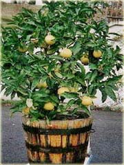 Grejpfrut Pomelo, pomarańcza olbrzymia