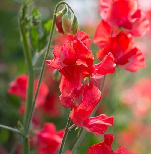 Groszek pachnący czerwony Scarlet, Lathyrus odoratus, Sweet Pea