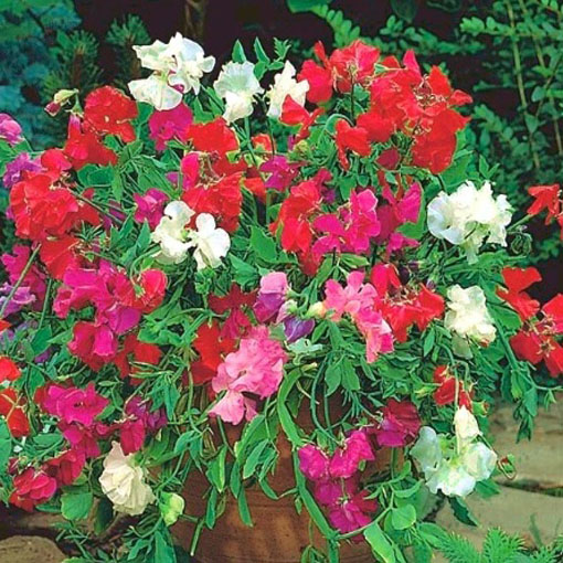 Groszek pachnący czerwony Scarlet, Lathyrus odoratus, Sweet Pea