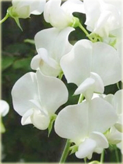 Groszek słodki jadalny Sweet Pea
