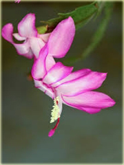 Grudnik biało-różowy, szlumbergera, zygokaktus, raczek, epifillum zimowe
