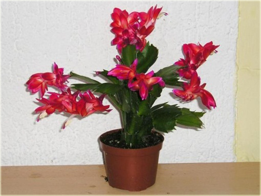 Grudnik czerwony, szlumbergera, zygokaktus, raczek, epifillum zimowe