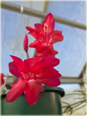 Grudnik czerwony, szlumbergera, zygokaktus, raczek, epifillum zimowe
