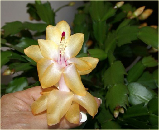 Grudnik żółty, szlumbergera, zygokaktus, raczek, epifillum zimowe