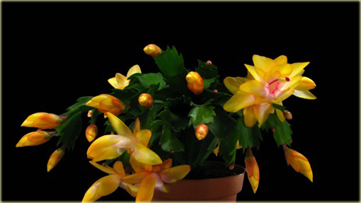 Grudnik żółty, szlumbergera, zygokaktus, raczek, epifillum zimowe