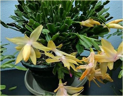 Grudnik żółty, szlumbergera, zygokaktus, raczek, epifillum zimowe