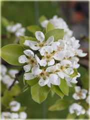 Grusza chińska Nashi Pyrus pyrifolia, nashi
