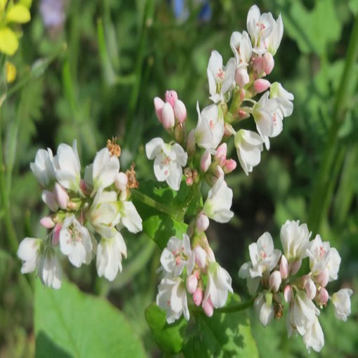 Gryka zwyczajna ziele gryki, Fagopyrum esculentum
