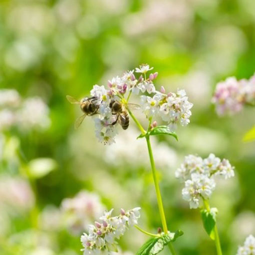 Gryka zwyczajna ziele gryki, Fagopyrum esculentum