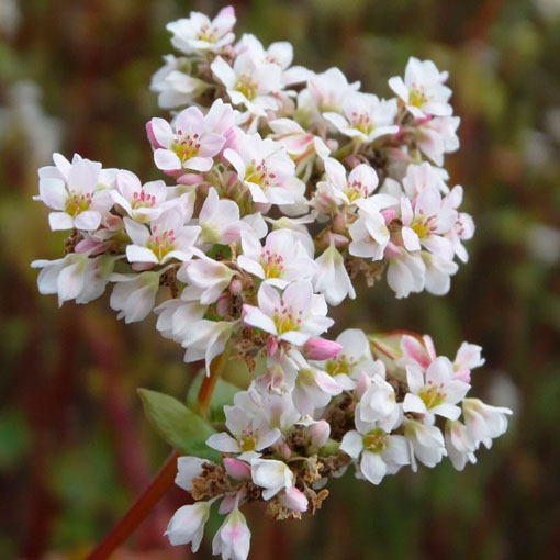 Gryka zwyczajna ziele gryki, Fagopyrum esculentum