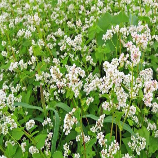 Gryka zwyczajna ziele gryki, Fagopyrum esculentum