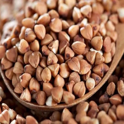 Gryka zwyczajna ziele gryki, Fagopyrum esculentum