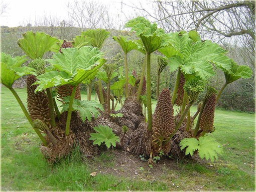 Gunera - gunnera parzeplin największe liście