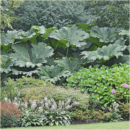 Gunera - gunnera parzeplin największe liście