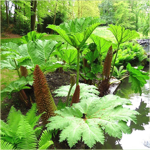 Gunera - gunnera parzeplin największe liście