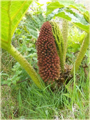 Gunera - gunnera parzeplin największe liście